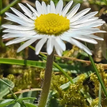 House Of Ardennes And Flowery Charm * Libin